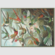 Hummingbird Ernst Haeckel Dekoupage Tissue Paper