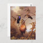 Hummingbird Family Postcard Postkarte (Vorne/Hinten)