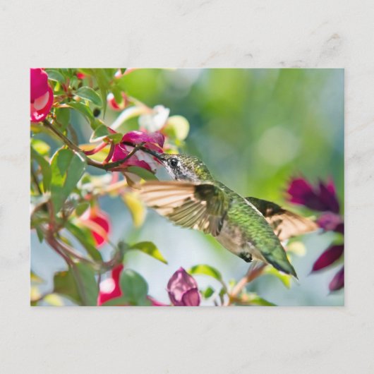 Hummingbird Fast Food Postkarte (Vorderseite)