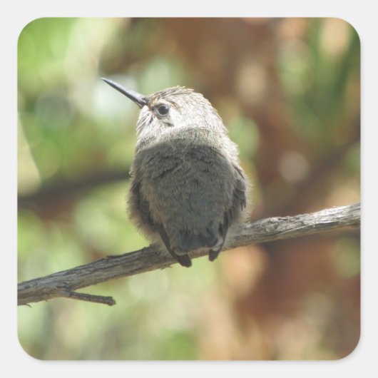 Hummingbird Fledgling Quadratischer Aufkleber (Vorderseite)