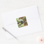 Hummingbird Fledgling Quadratischer Aufkleber (Umschlag)
