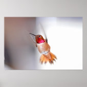 Hummingbird Flying Foto Poster (Vorne)