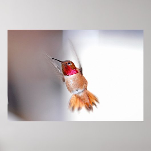 Hummingbird Flying Foto Poster (Vorne)