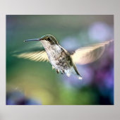 Hummingbird Flying Poster (Vorne)