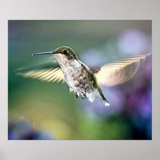 Hummingbird Flying Poster (Vorne)