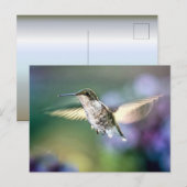 Hummingbird Flying Postkarte (Vorne/Hinten)