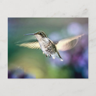 Hummingbird Flying Postkarte