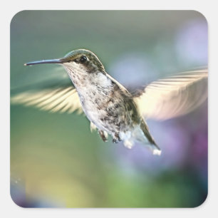 Hummingbird Flying Quadratischer Aufkleber