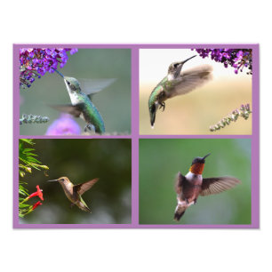 Hummingbird Foto Collage