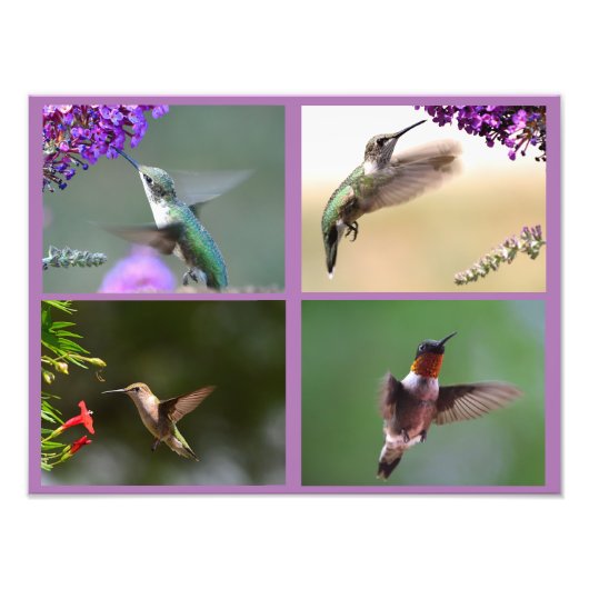 Hummingbird Foto Collage (Vorne)