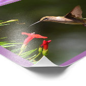 Hummingbird Foto Collage (Ecke)