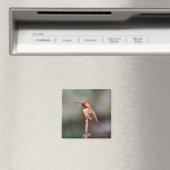 Hummingbird-Foto Magnet (In Situ (Geschirrspüler))