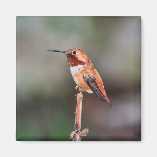 Hummingbird-Foto Magnet (Vorne)