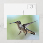 Hummingbird Foto Postcard Postkarte (Vorne/Hinten)
