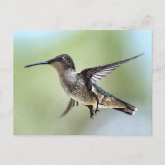 Hummingbird Foto Postcard Postkarte (Vorderseite)