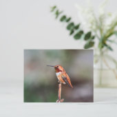Hummingbird-Foto Postkarte (Stehend Vorderseite)