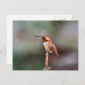 Hummingbird-Foto Postkarte (Vorne/Hinten)