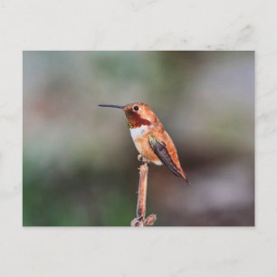 Hummingbird-Foto Postkarte