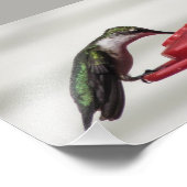 Hummingbird Foto Print 7x5 (Ecke)