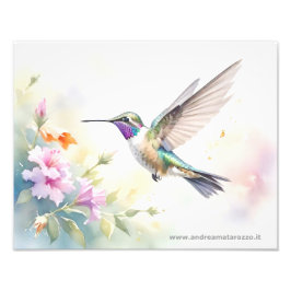 Hummingbird Fotodruck