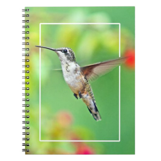 Hummingbird Fotograf Notizblock (Vorderseite)