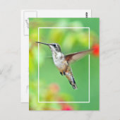 Hummingbird Fotograf Postkarte (Vorne/Hinten)