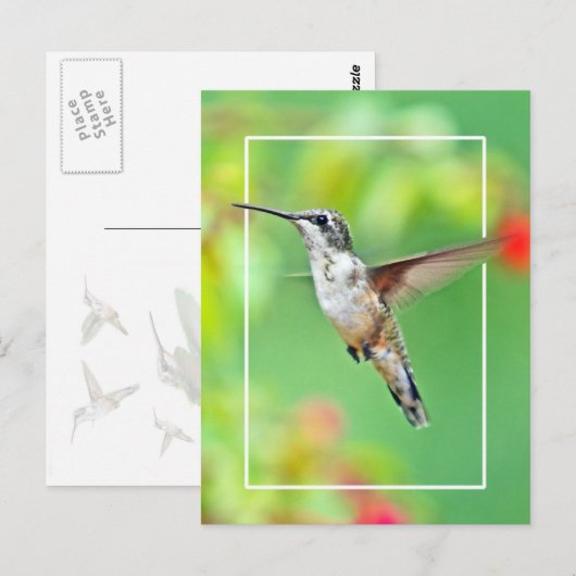 Hummingbird Fotograf Postkarte (Vorne/Hinten)