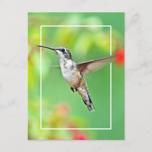 Hummingbird Fotograf Postkarte (Vorderseite)