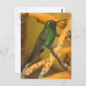 Hummingbird Fotografie Postkarte (Vorne/Hinten)