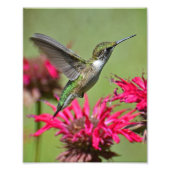 Hummingbird Fotografie Print Foto Print (Vorne)