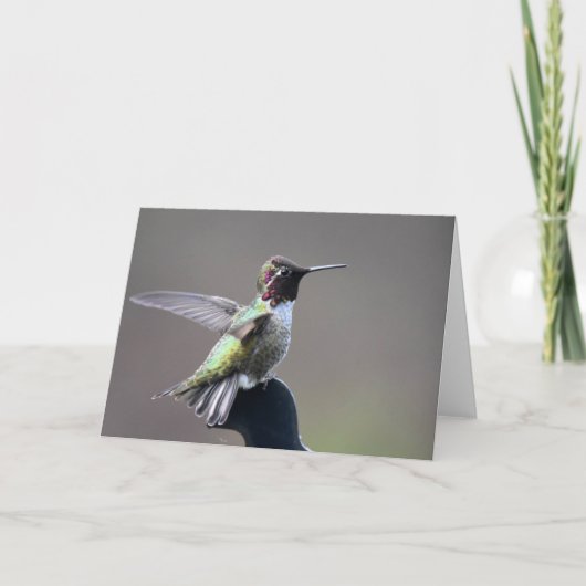 Hummingbird Framework Art Card Karte (Vorderseite)