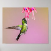 Hummingbird Fuchsia Foto Poster (Vorne)