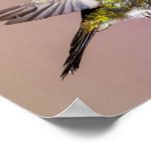 Hummingbird Fuchsia Nature Foto Poster (Ecke)