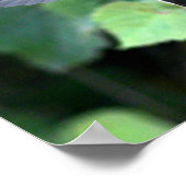 Hummingbird Fütternd Nestling Poster (Ecke)