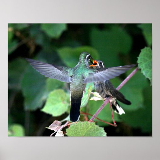 Hummingbird Fütternd Nestling Poster (Vorne)