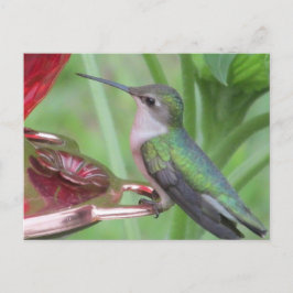 Hummingbird fütternd Postkarte