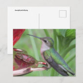 Hummingbird fütternd Postkarte (Vorne/Hinten)
