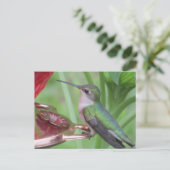 Hummingbird fütternd Postkarte (Stehend Vorderseite)