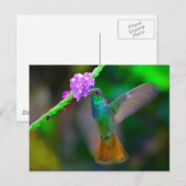 Hummingbird Garden Postkarte (Vorne/Hinten)