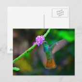 Hummingbird Garden Postkarte (Vorne/Hinten)