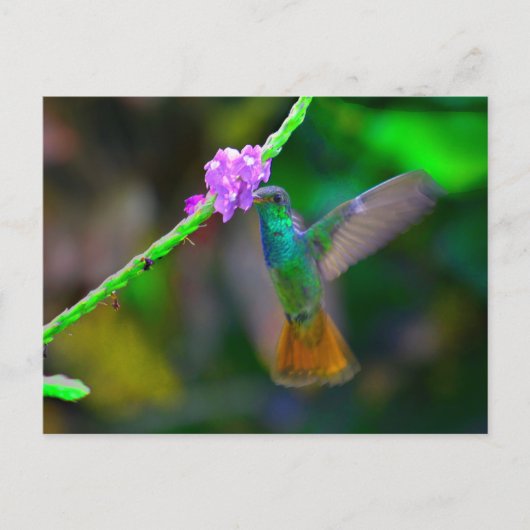 Hummingbird Garden Postkarte (Vorderseite)