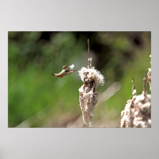 Hummingbird-Gebäude Poster (Vorne)