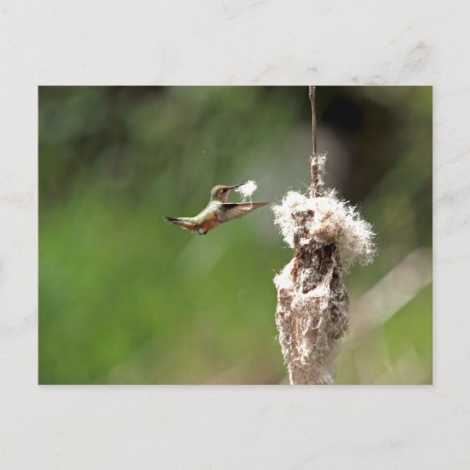 Hummingbird-Gebäude Postkarte (Vorderseite)