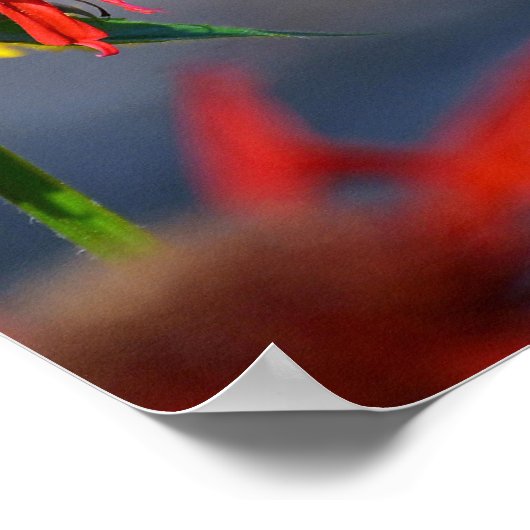 Hummingbird Glory Poster (Ecke)