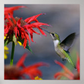 Hummingbird Glory Poster (Vorne)