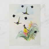 Hummingbird, graviert von Walter und Cohn Postkarte (Vorderseite)