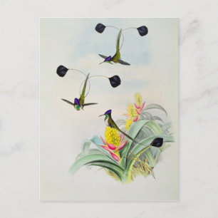 Hummingbird, graviert von Walter und Cohn Postkarte