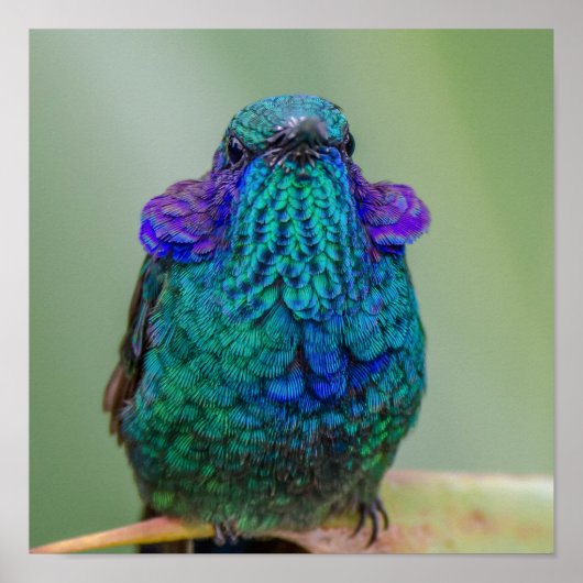 Hummingbird Green Blue Violet Poster (Vorne)