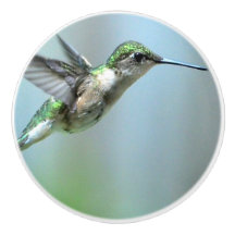 Hummingbird Green Flight Foto Wildlife
