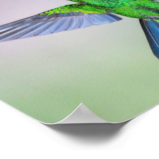 Hummingbird grün und blau poster (Ecke)